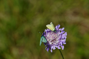 Acker-Witwenblume  mit Gemeines Grünwidderchen