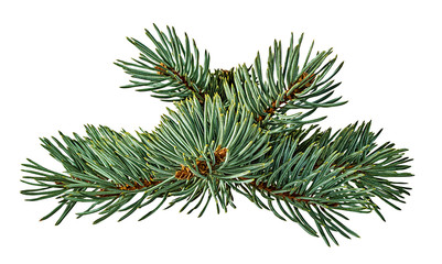 Green fir branch on white background with clipping pass