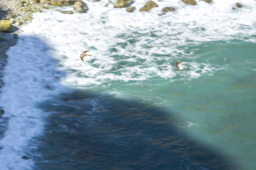 Falcon flying over Cape Espichel Cliffs, Sesimbra, Portugal