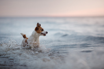 Dog Jack Russell Terrier running in water