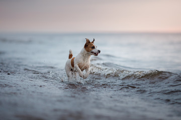 Dog Jack Russell Terrier running in water