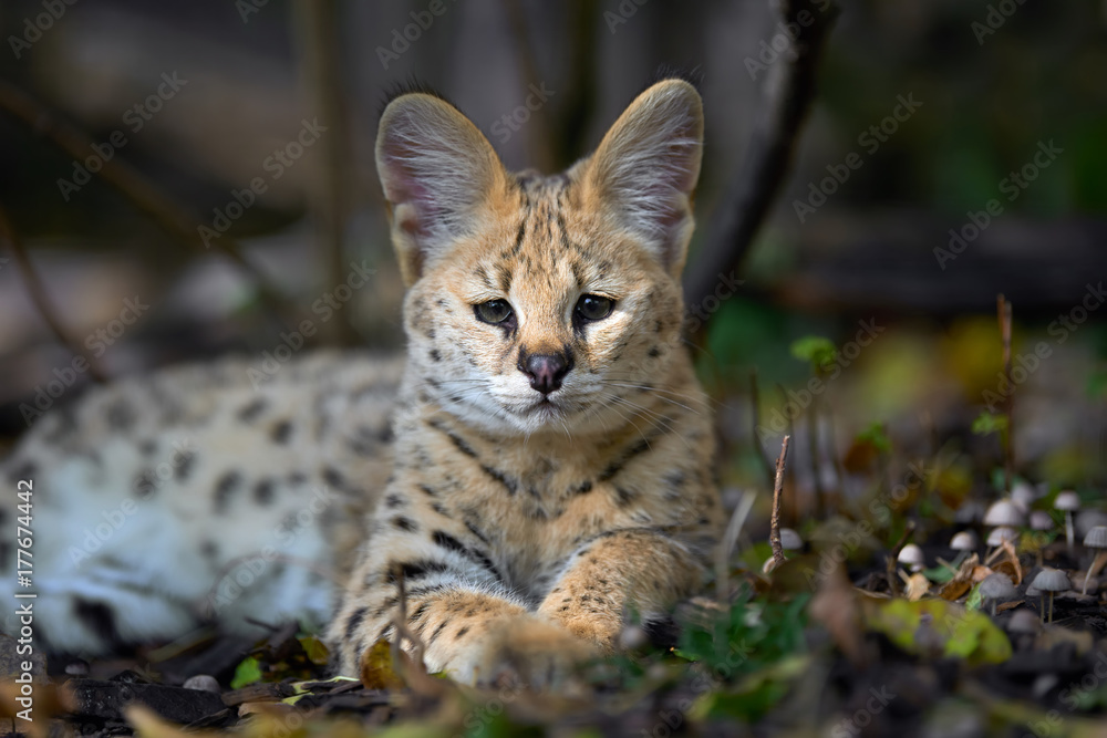 Wall mural Serval cat (Felis serval)