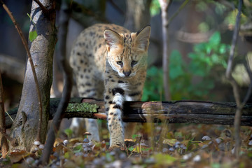 Serval cat (Felis serval)