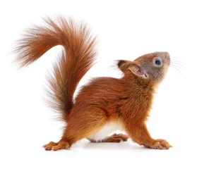 Washable wall murals Squirrel Eurasian red squirrel.