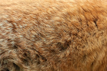 Real texture of red fox fur