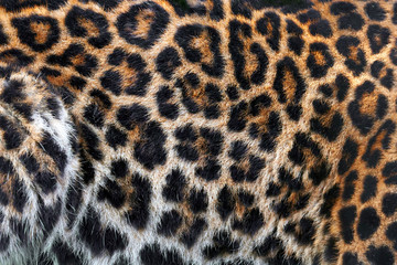 Leopard skin texture