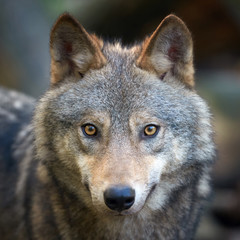 Wolf hunting in the forest