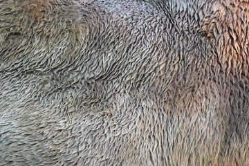 Camel fur texture