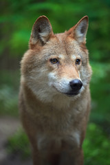 Wolf hunting in the forest
