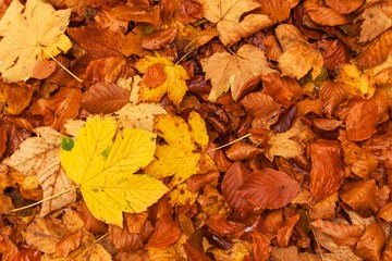 Autumn day in a beech forest. Beech leaves.