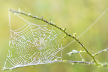 Spinnwebe hängt an einem Zweig