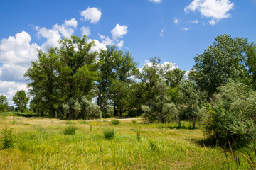 Fototapeta na wymiar Summer landscape with green trees, meadow and blue sky