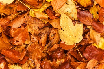 Autumn day in a beech forest. Beech leaves.