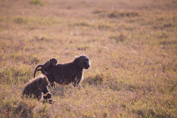family of baboons in Lake Nakuru National Park in Kenya Africa