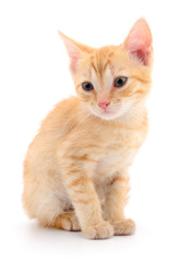 Kitten on white background.