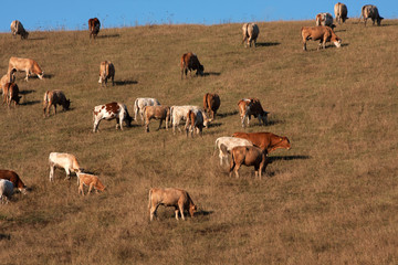 herd of cows and bulls grazed loose on a large pasture on the slopes of the hills