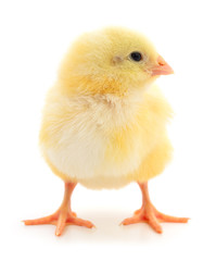 Small yellow chicken