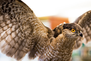 Hawk