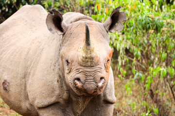 african black rhino 