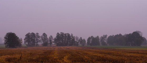 Foggy field