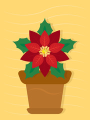 Christmas plant , poinsettia 