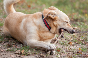 Hund beißt auf Stöckchen