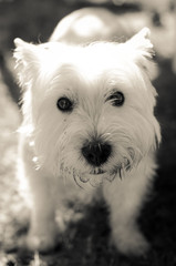 west highland white terrier