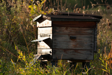 wooden beehive with bees standing on a meadow