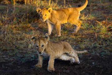 lion cubs in masai mara