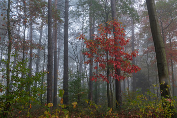 the (future) red queen