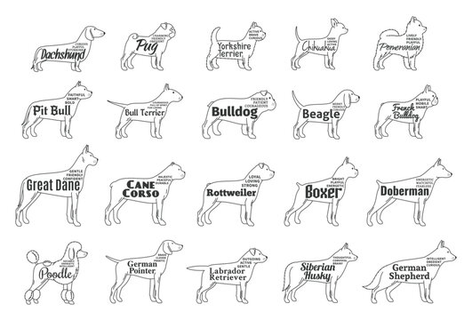 Vector dog icons collection isolated on white. Dogs breeds names and personality description