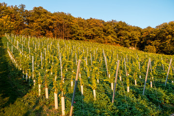 Fototapeta premium Weinberg im Herbst