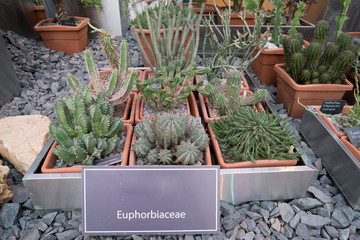 Various cactuses close up grow among stones