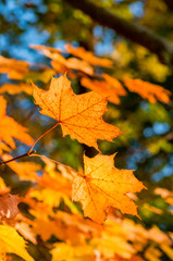 Colorful autumn maple leaves