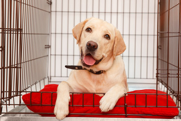 Dog in cage. Isolated background. Happy labrador lies in an iron box