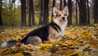 Dog breed Welsh Corgi Pembroke on a walk in a beautiful autumn forest.