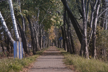 Fototapeta premium autumn magic