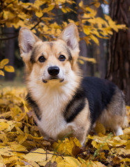 Dog breed Welsh Corgi Pembroke on a walk in a beautiful autumn forest.