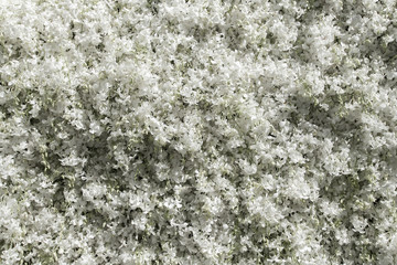 The scene of the white orchid flowers are densely filled with sp
