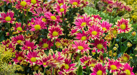 The flowers are blooming a lot of beautiful colors.