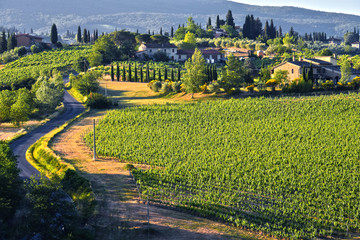 Vineyards near the city of San Gimignano, Tuscany, Italy - obrazy, fototapety, plakaty