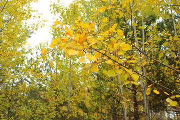 Delicate yellow on green background. Autumn
