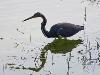 Little Blue Heron Ding Darling Wildlife Refuge Florida