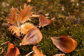 covered beetroot nuts lying on a green moss