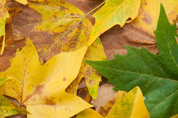 Autumn leaves texture or background. Copy space. Element design