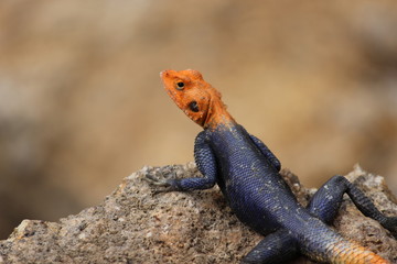 Male lezard in Damaraland, Namibia