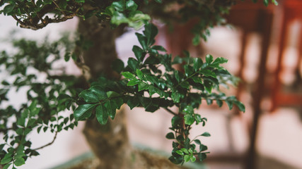 bonsai trees aligned in a row - selective focus close-up. Japanese art of bonsai
