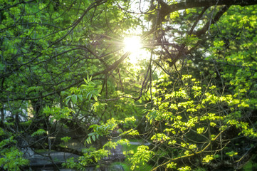 Fototapeta premium Green leaves sun rays Spring time sunset