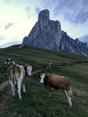 Fototapeta na wymiar Summer landscape, alpine pass and cows, Passo Giau with famous Nuvolau peaks in background, Dolomites, Italy, Europe