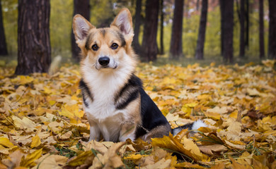 Dog breed Welsh Corgi Pembroke on a walk in a beautiful autumn forest.